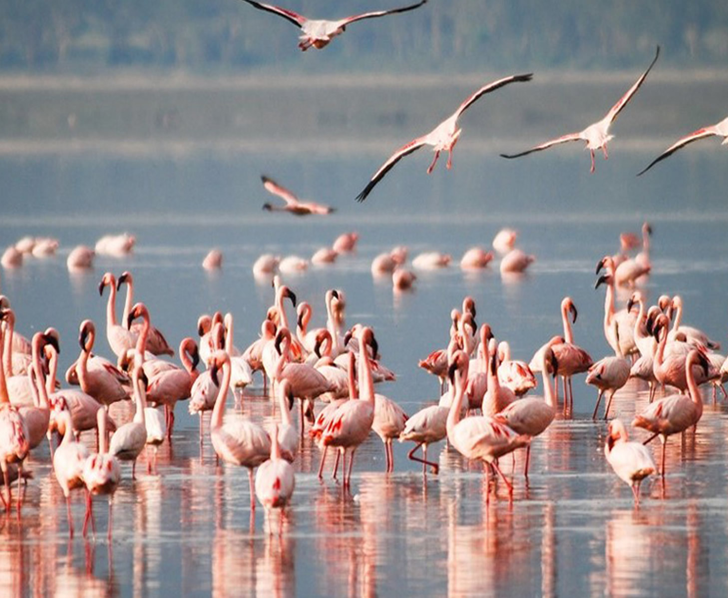 Lake Nakuru National Park - Full Day Tour