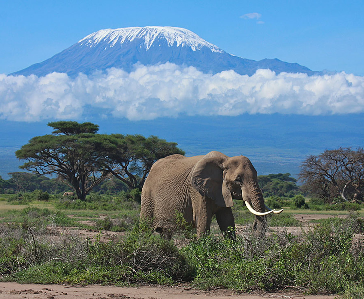 Amboseli & Maasai Mara Safari