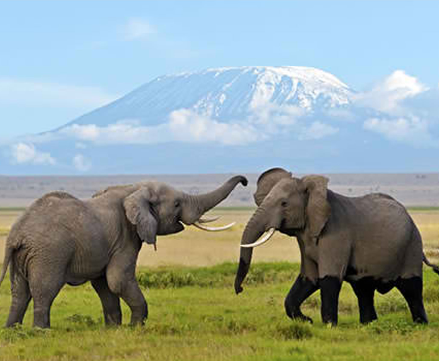 Amboseli Camping Safari