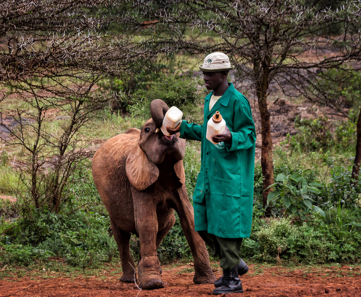 David Sheldrick Wildlife Trust