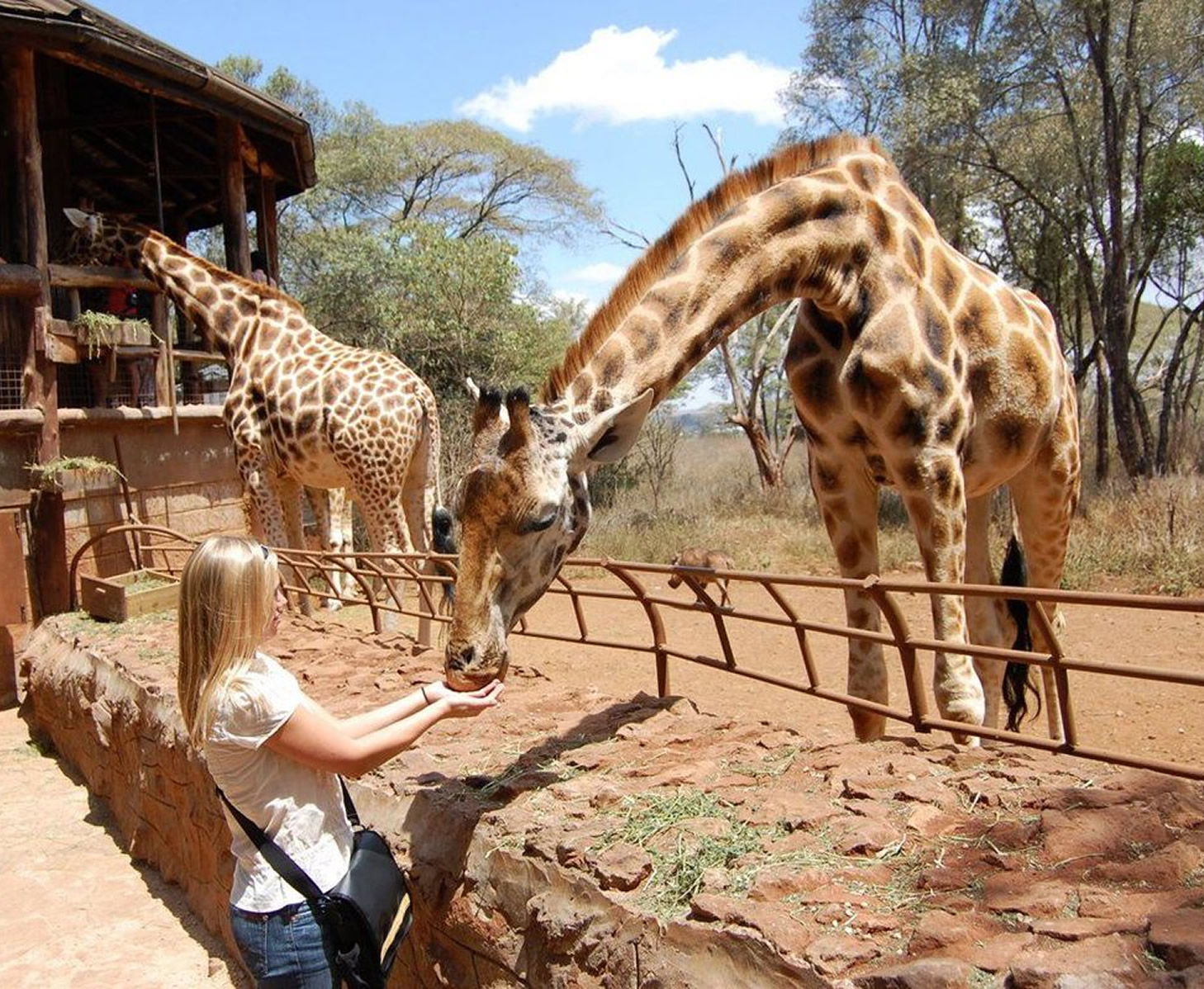 Nairobi Giraffe Centre