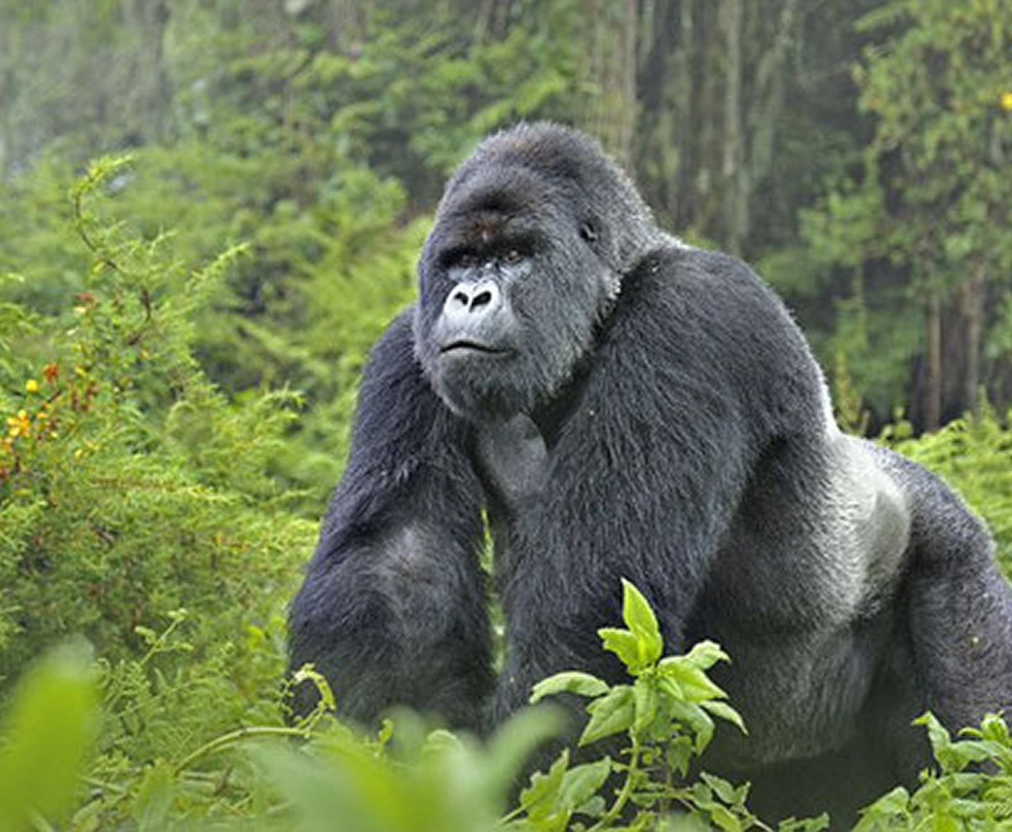 Gorilla Safari in Uganda