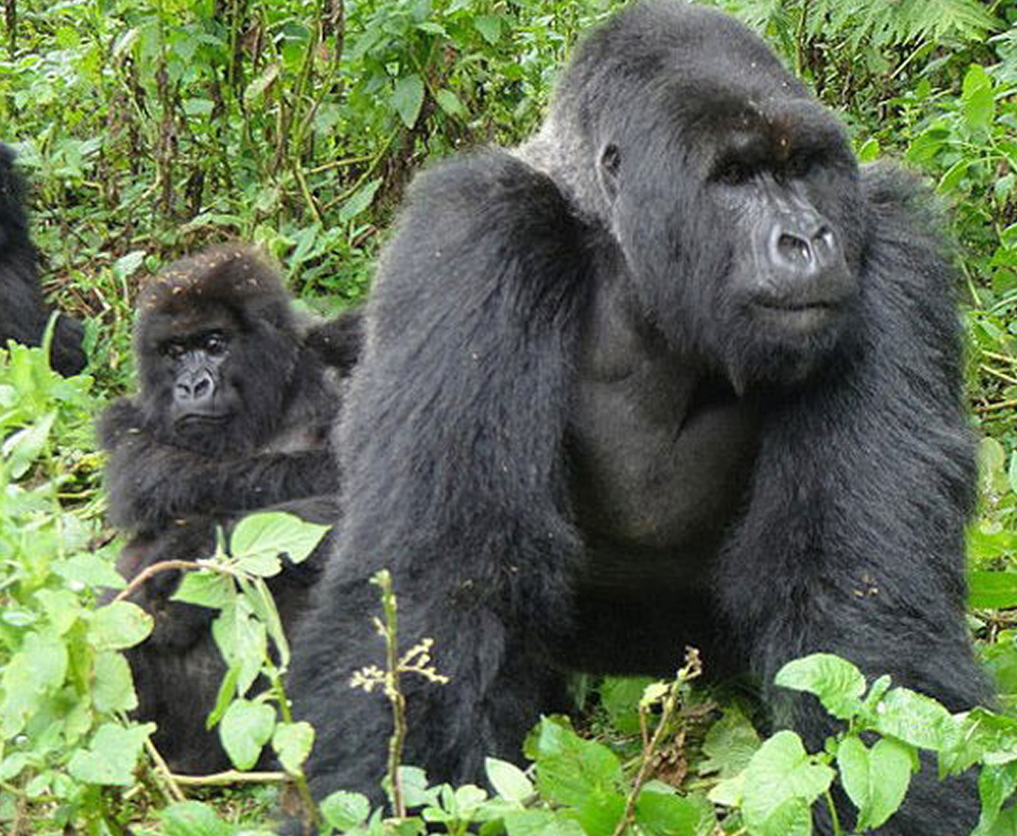 Gorilla Safari in Uganda