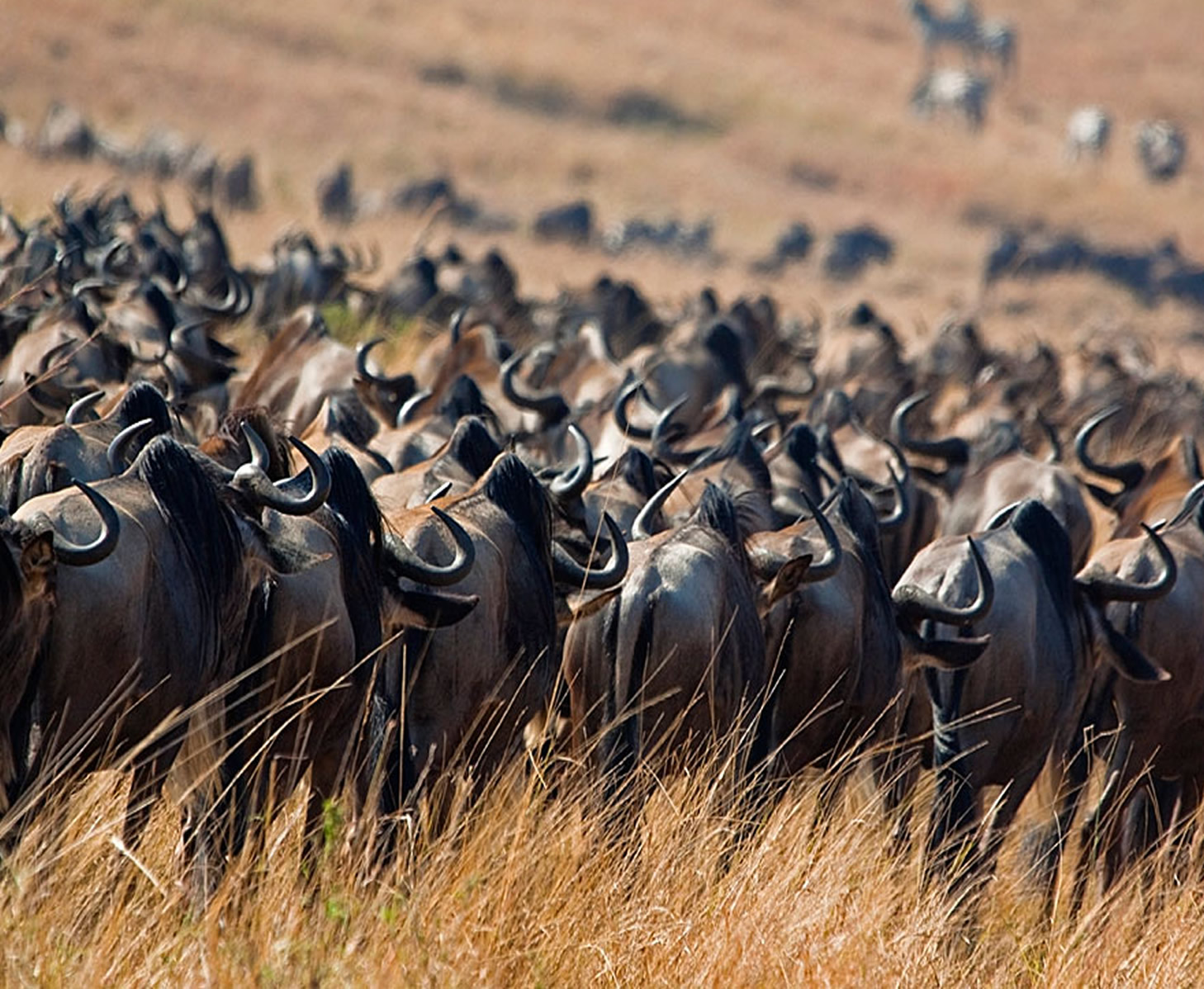 Maasai Mara