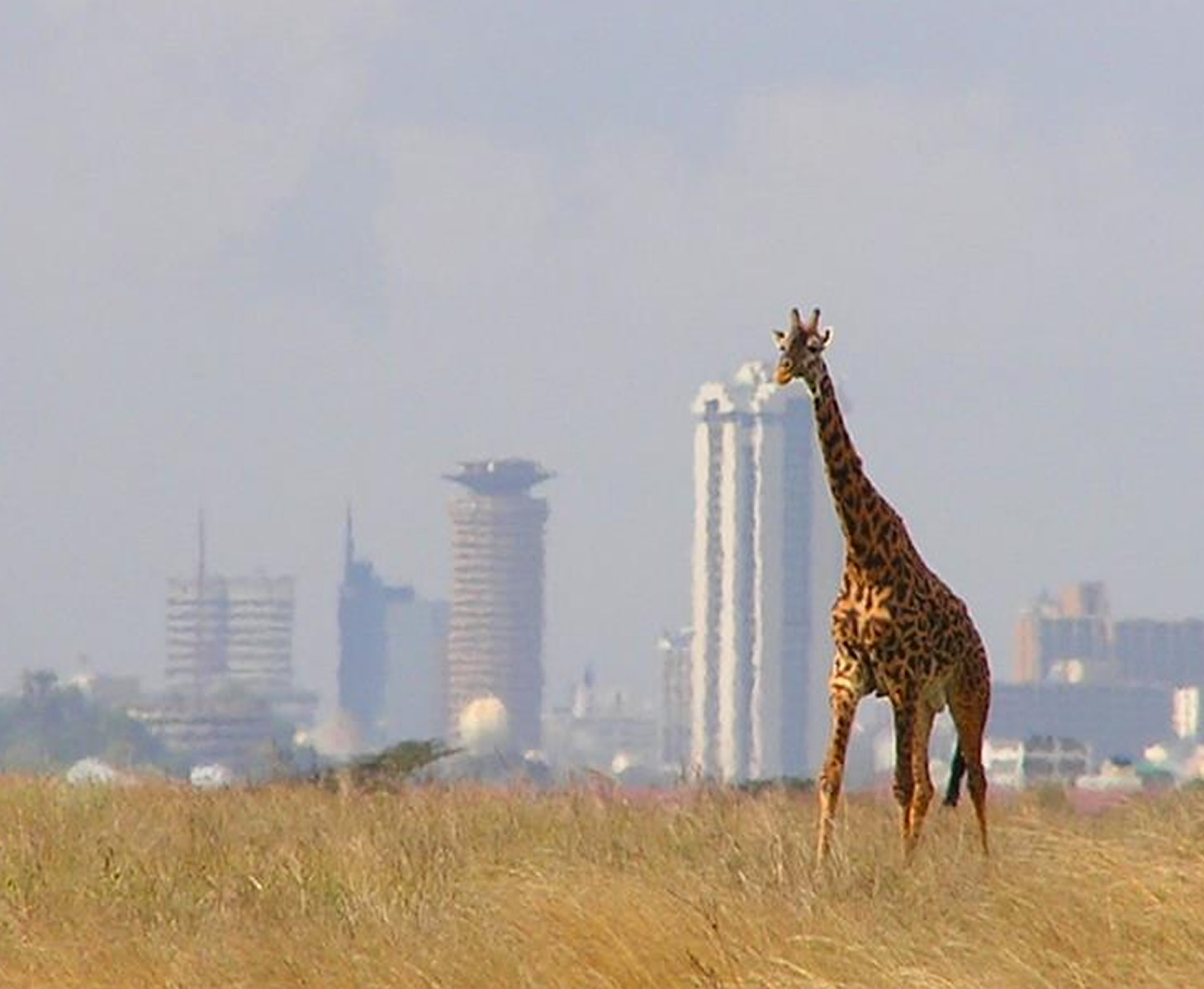 Nairobi National Park Tour