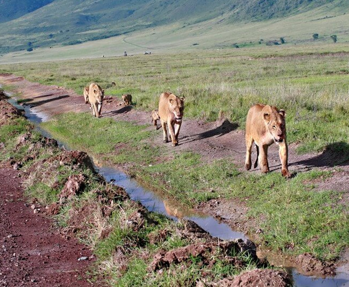 5 Days Tanzania Safari