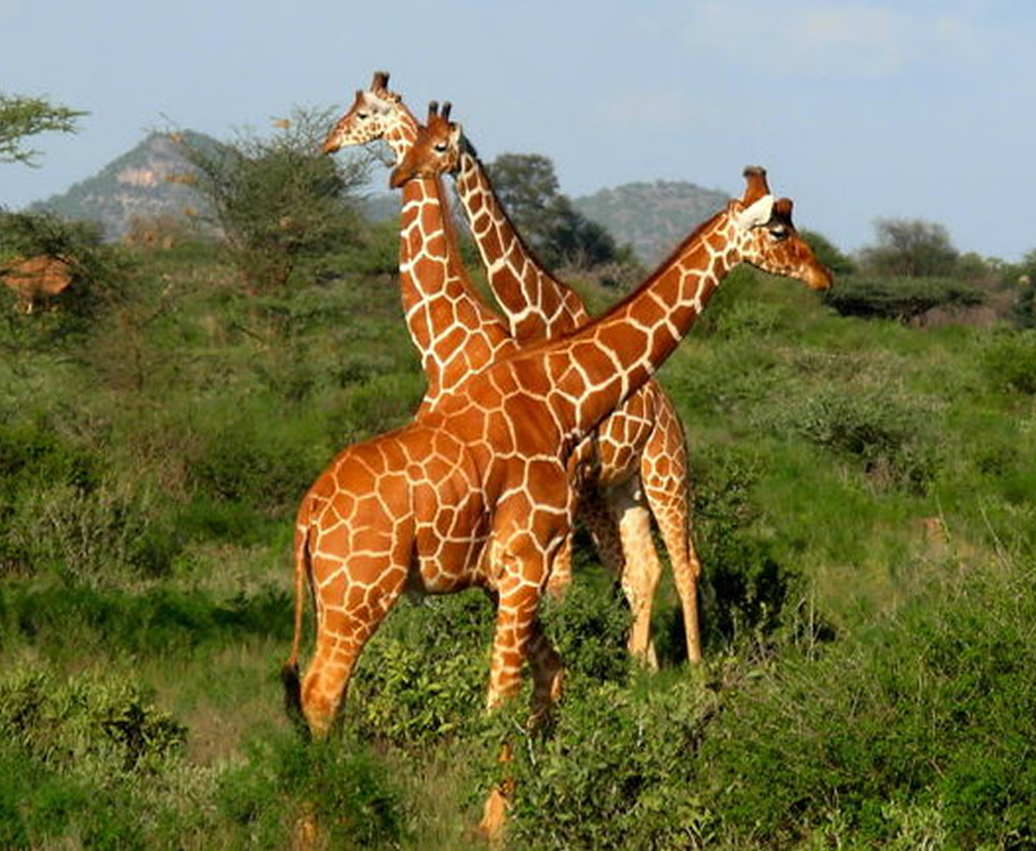 Maasai Mara